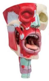 鼻、口、咽喉腔分解模型